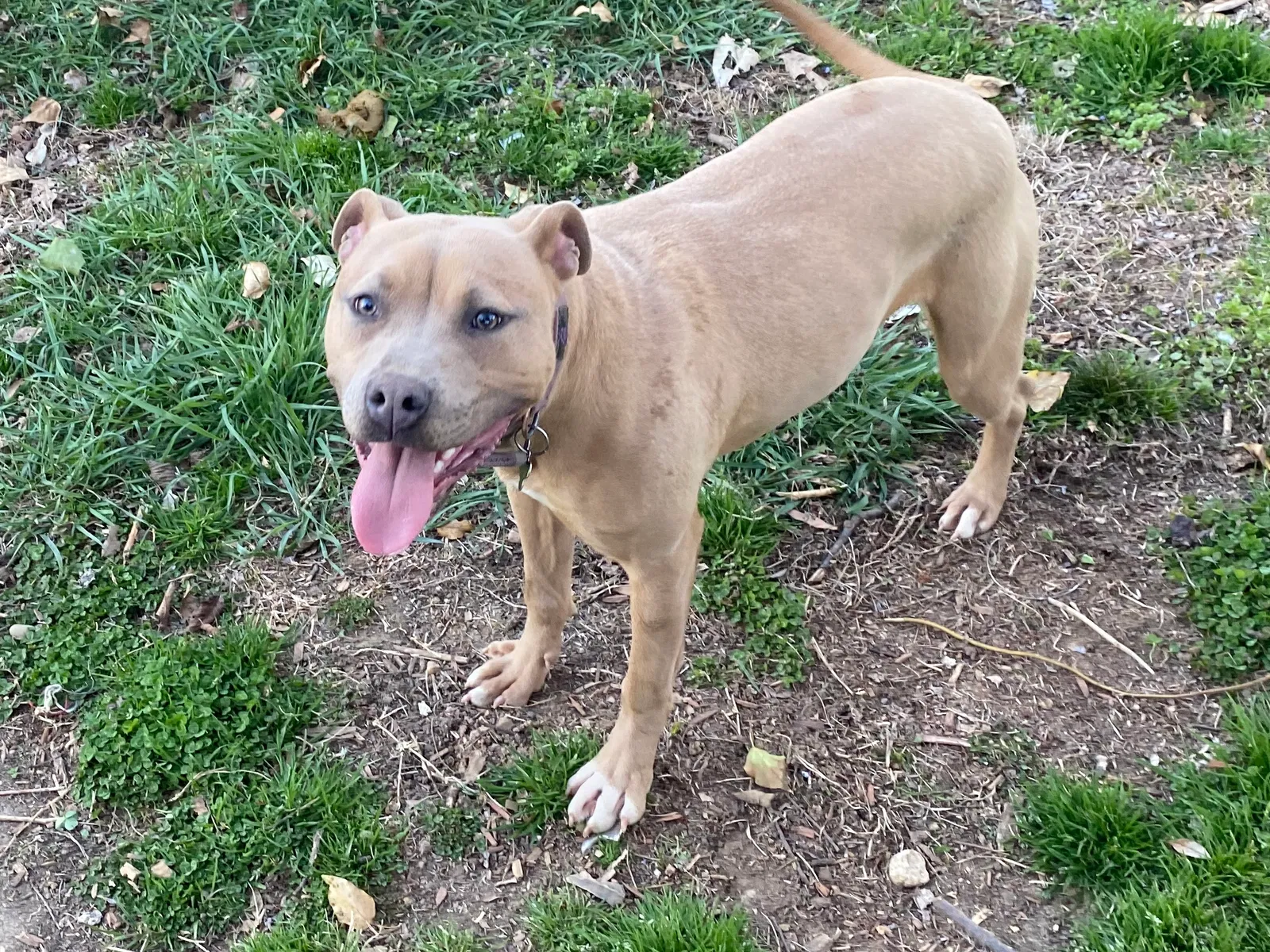 Lost dog in Chester, VA, 23831