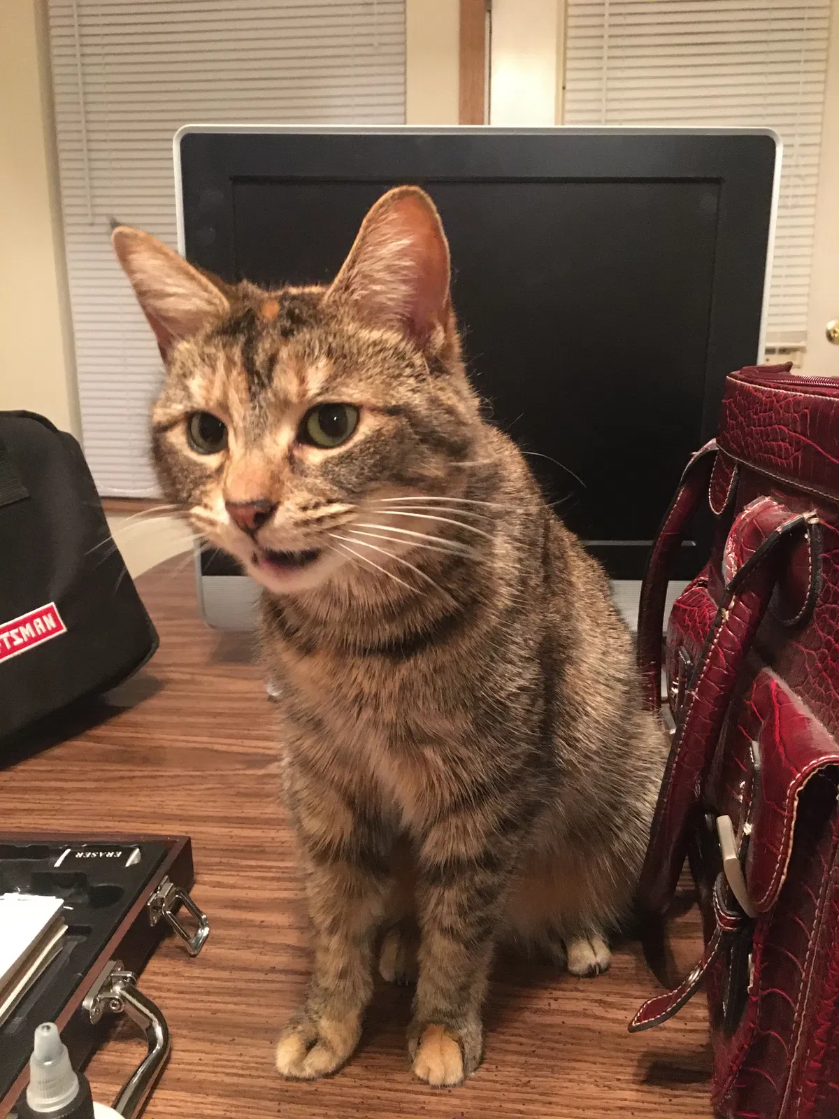 Lost cat in Lafayette, IN, 47909