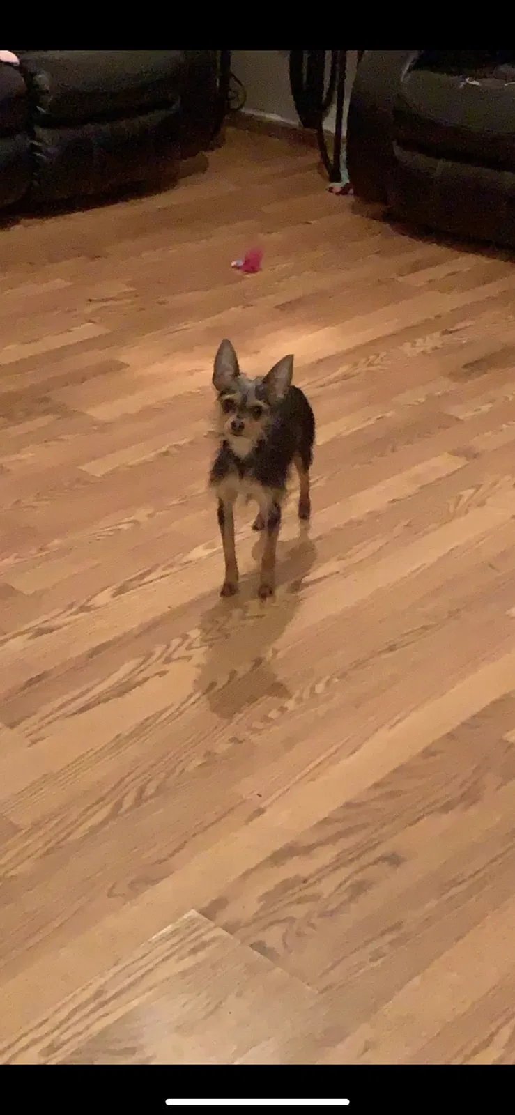 Lost dog in Clayton, WA, 99110