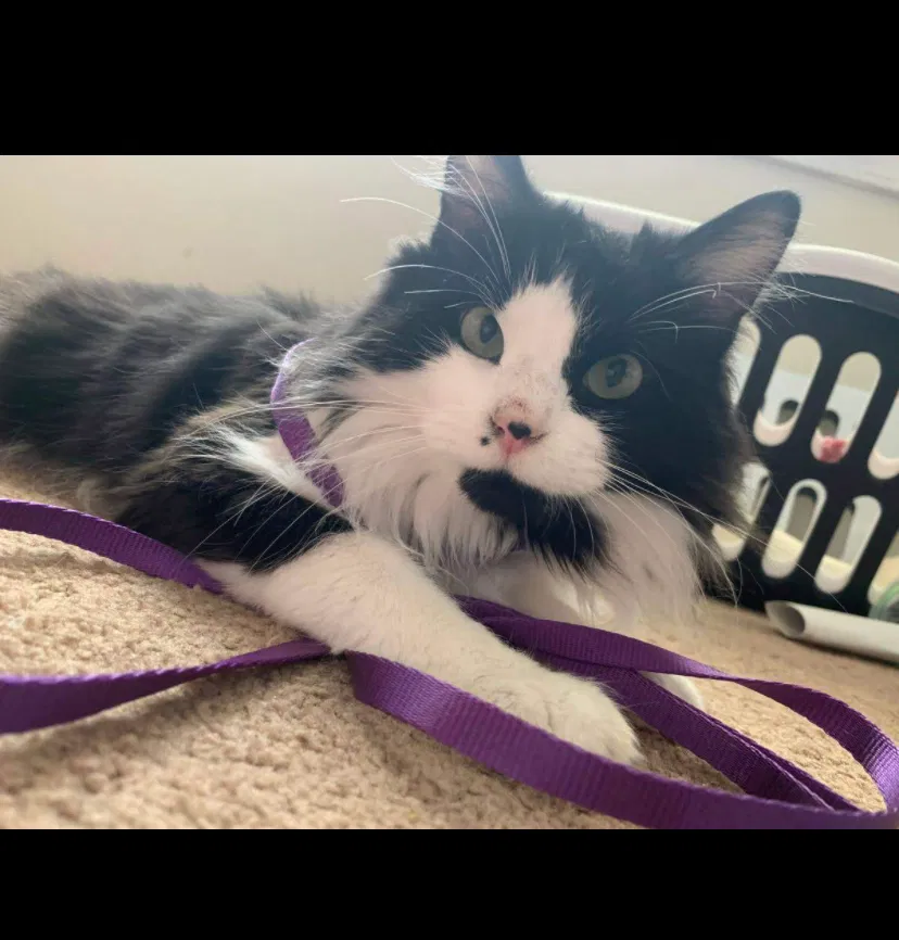 Lost cat in Plano, TX, 75024