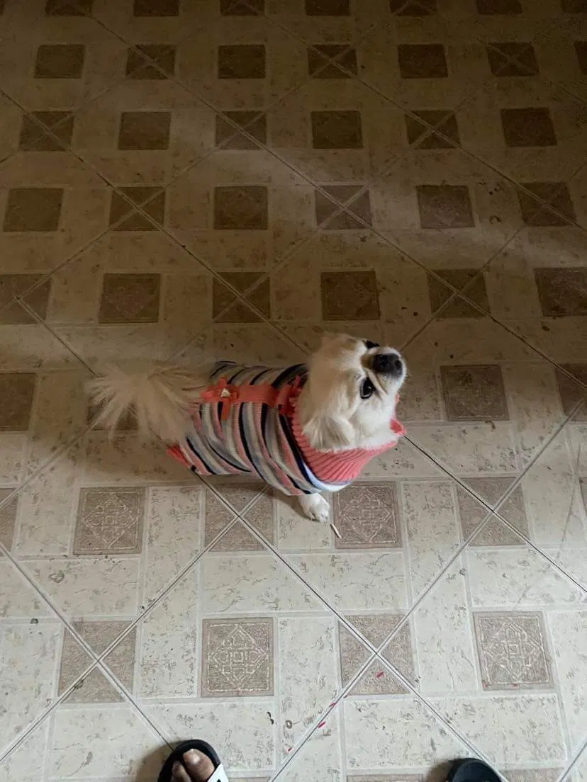Lost dog in Chicago, IL, 60628