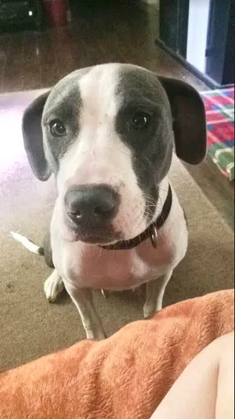 Lost dog in Memphis, TN, 38108