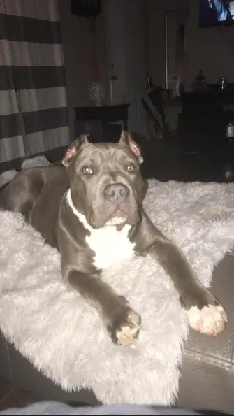 Lost dog in Memphis, TN, 38108