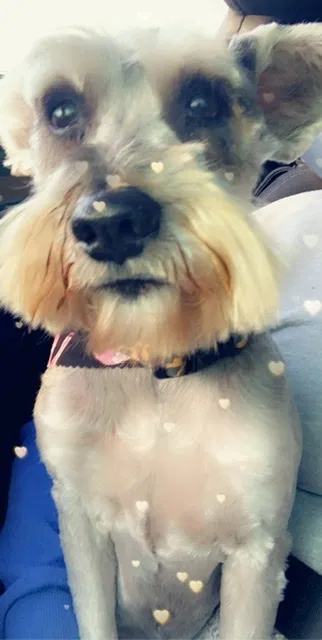 Lost dog in Norwalk, CA, 90650