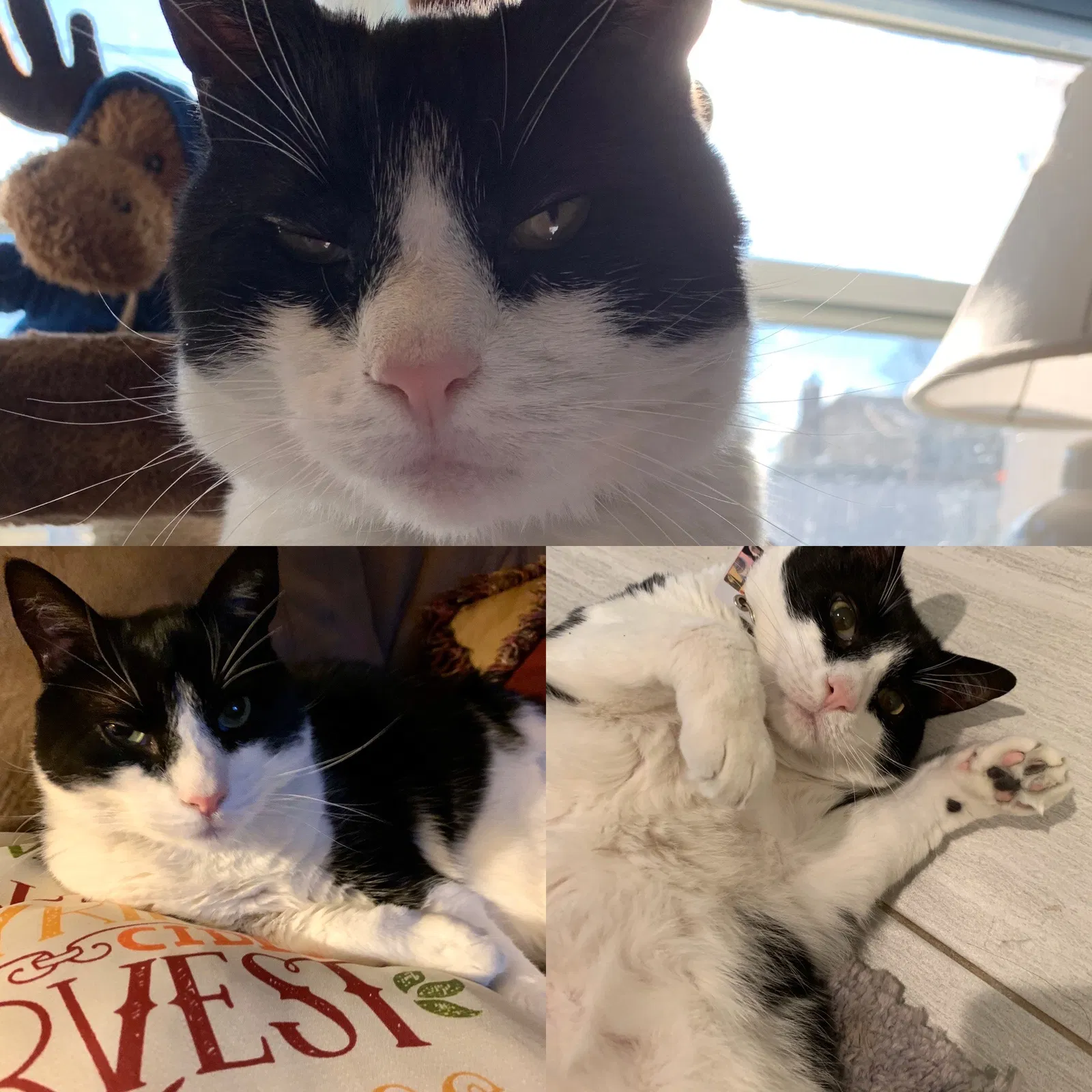 Lost cat in Sicklerville, NJ, 8081
