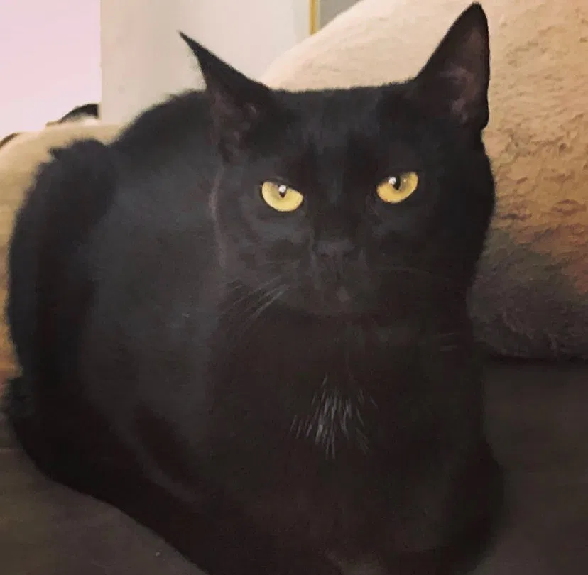 Lost cat in Justice, IL, 60458