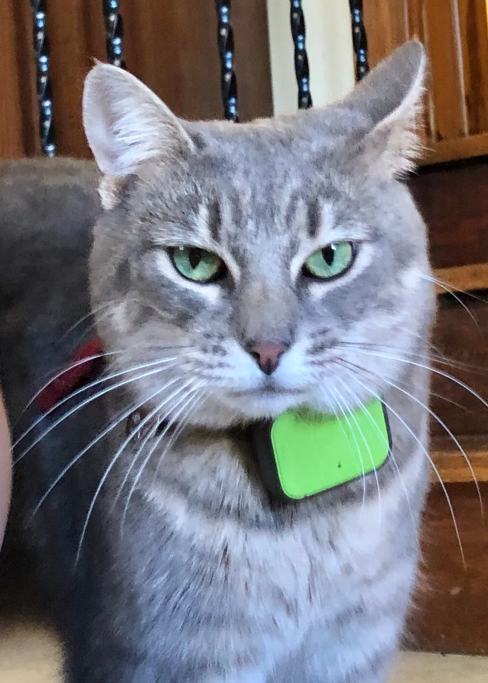 Lost cat in San Diego, CA, 92104