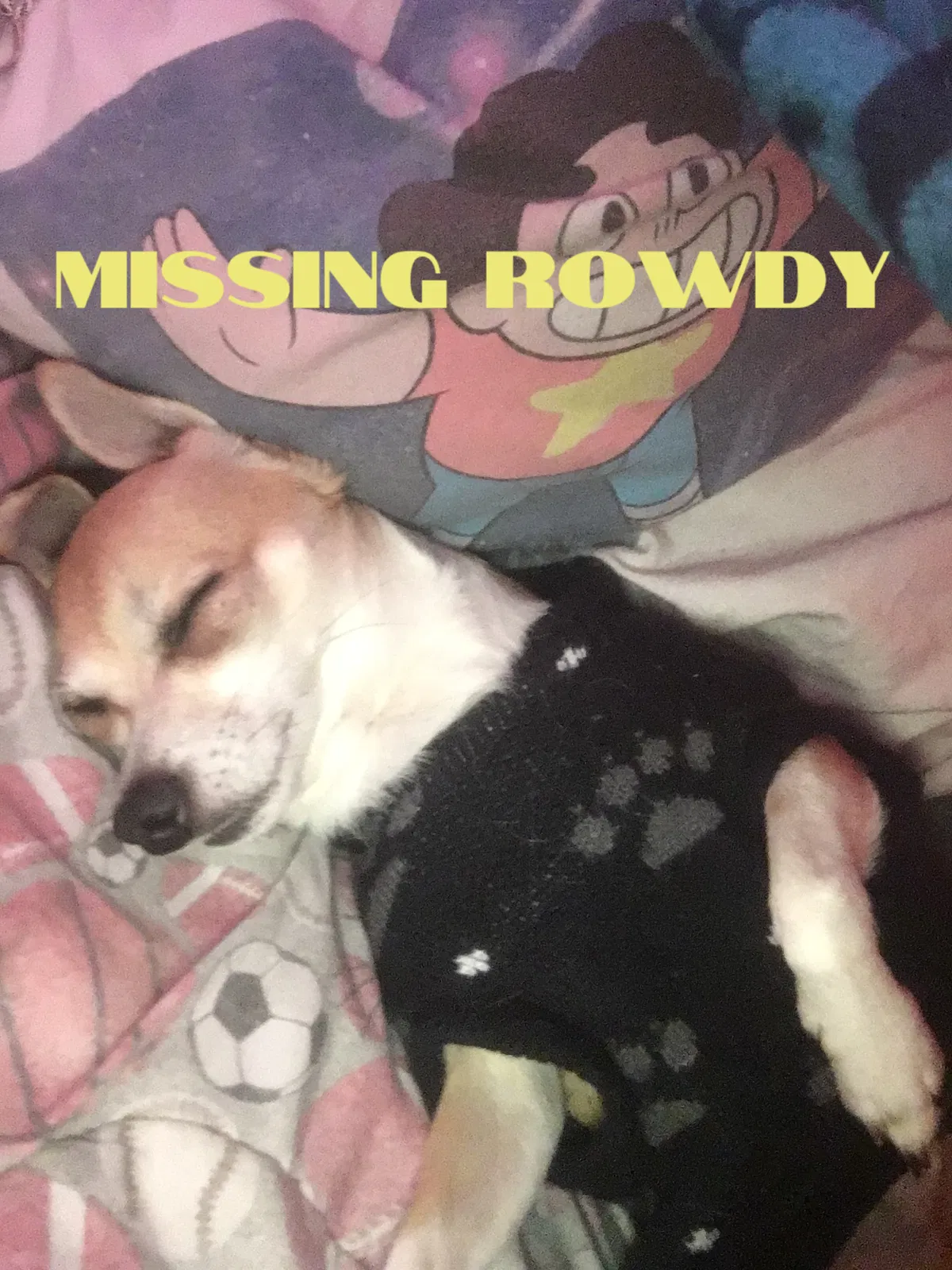 Lost dog in Los Angeles, CA, 90002