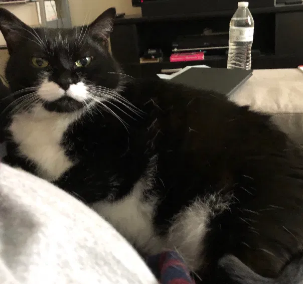 Lost cat in Pittsburgh, PA, 15238