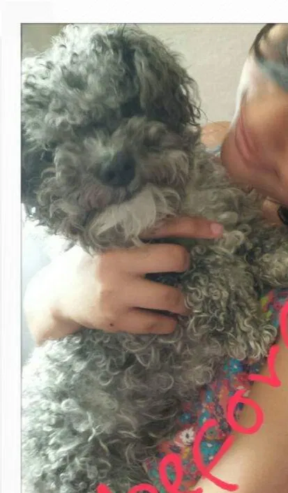 Lost dog in Phoenix, AZ, 85035