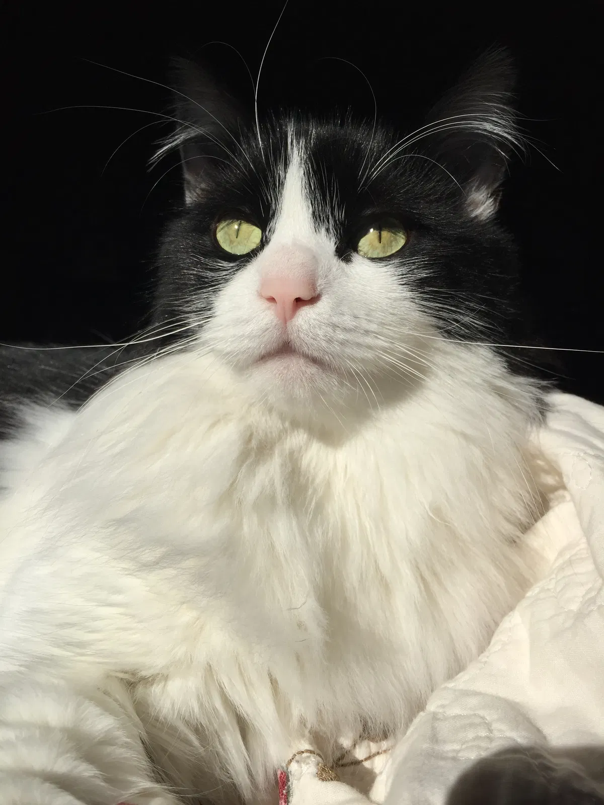 Lost cat in Boston, NY, 14025