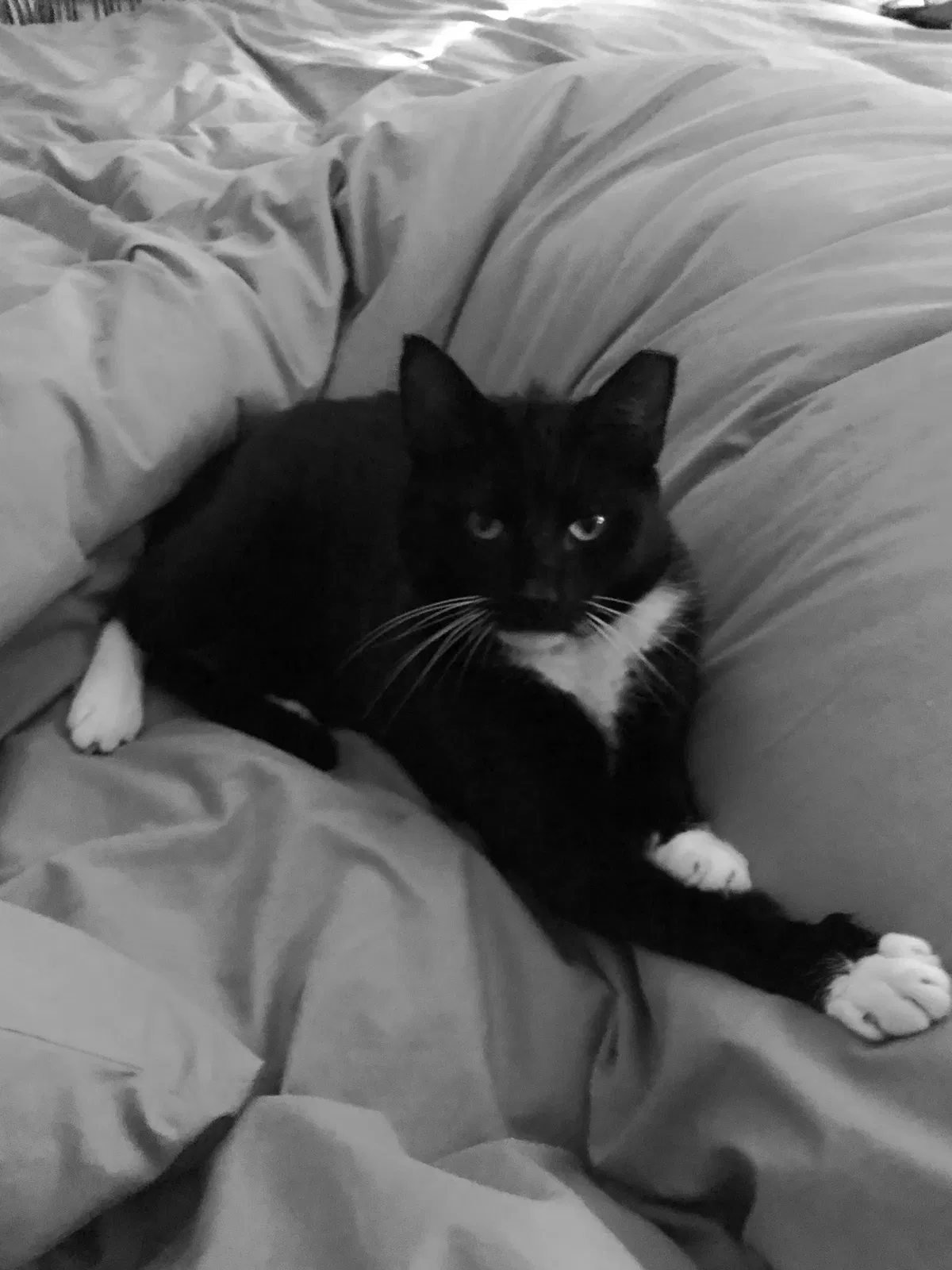 Lost cat in Charlotte, NC, 28213