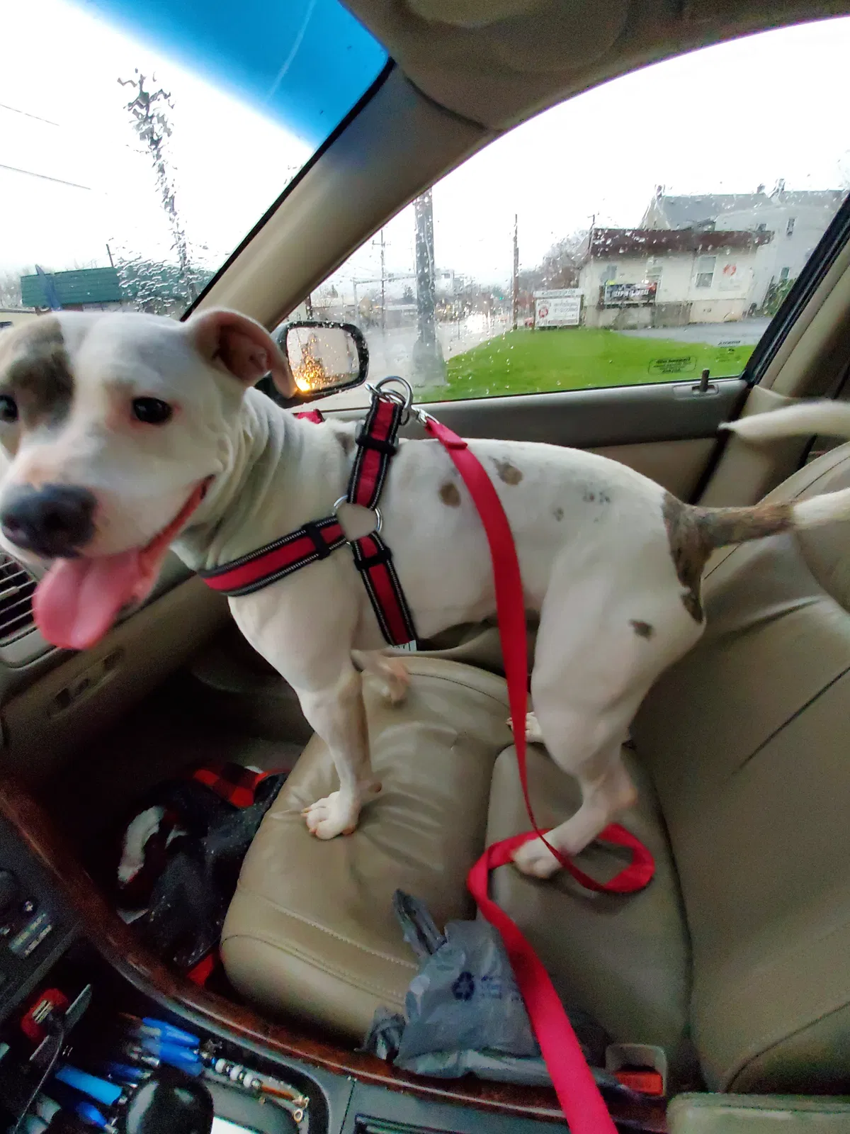 Lost dog in Lebanon, PA, 17046