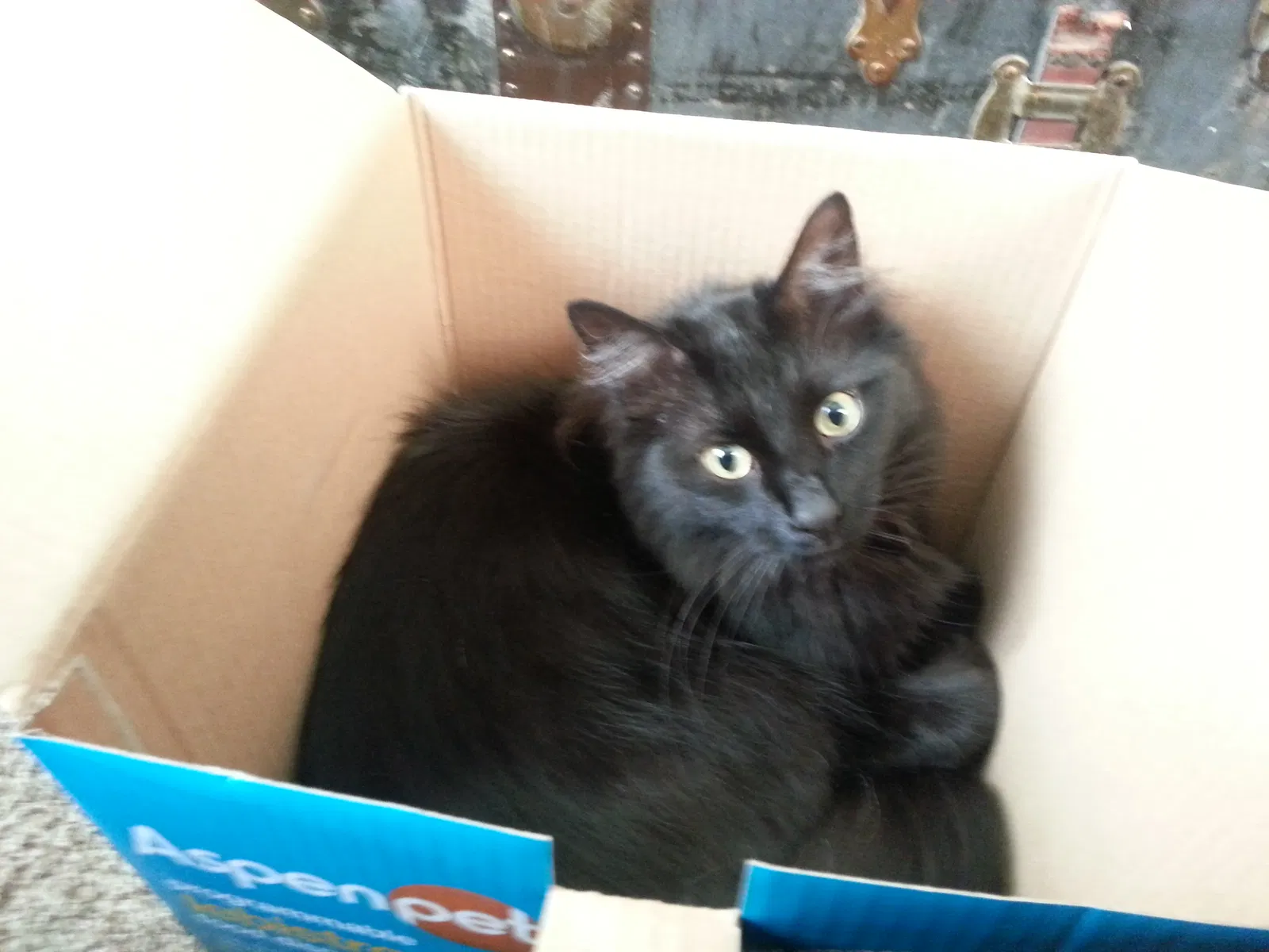Lost cat in Cape Coral, FL, 33990