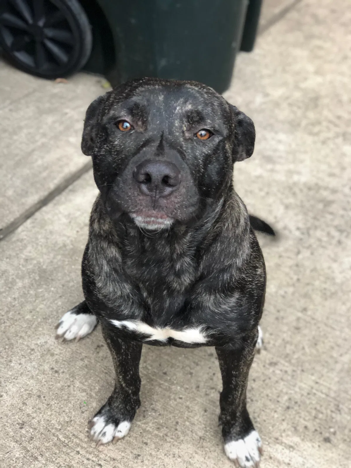 Lost dog in Swink, OK, 74761