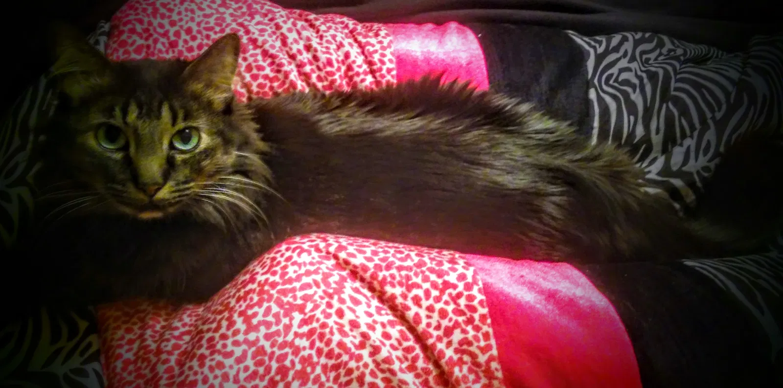 Lost cat in Tulsa, OK, 74128