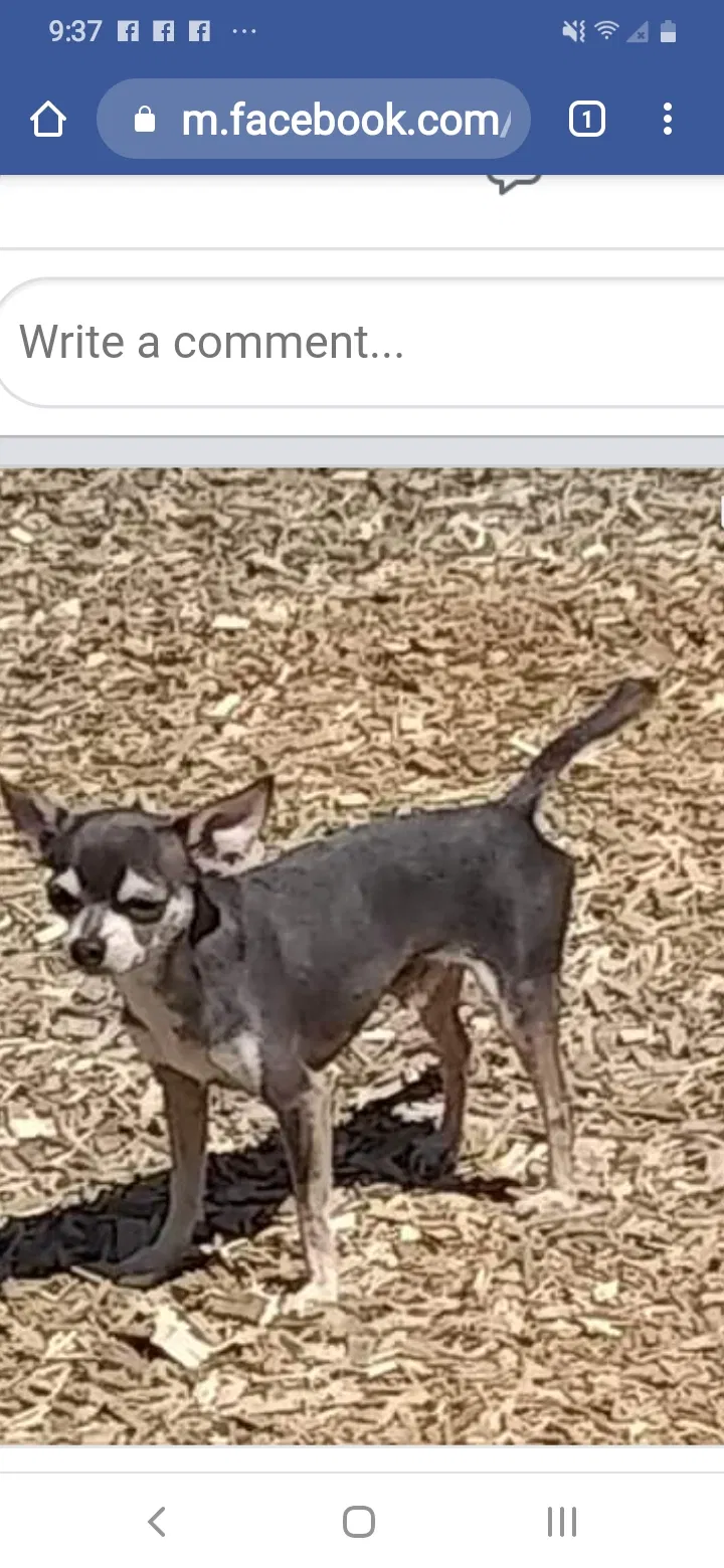Lost dog in Muskegon, MI, 49444