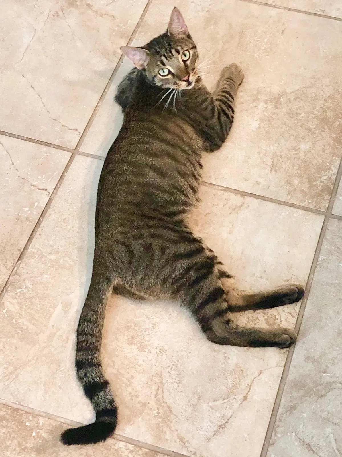 Lost cat in Sachse, TX, 75048