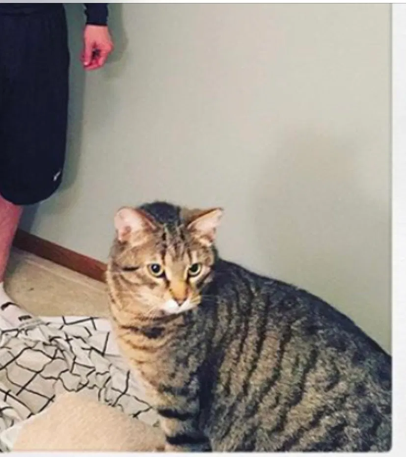 Lost cat in Pickerington, OH, 43147