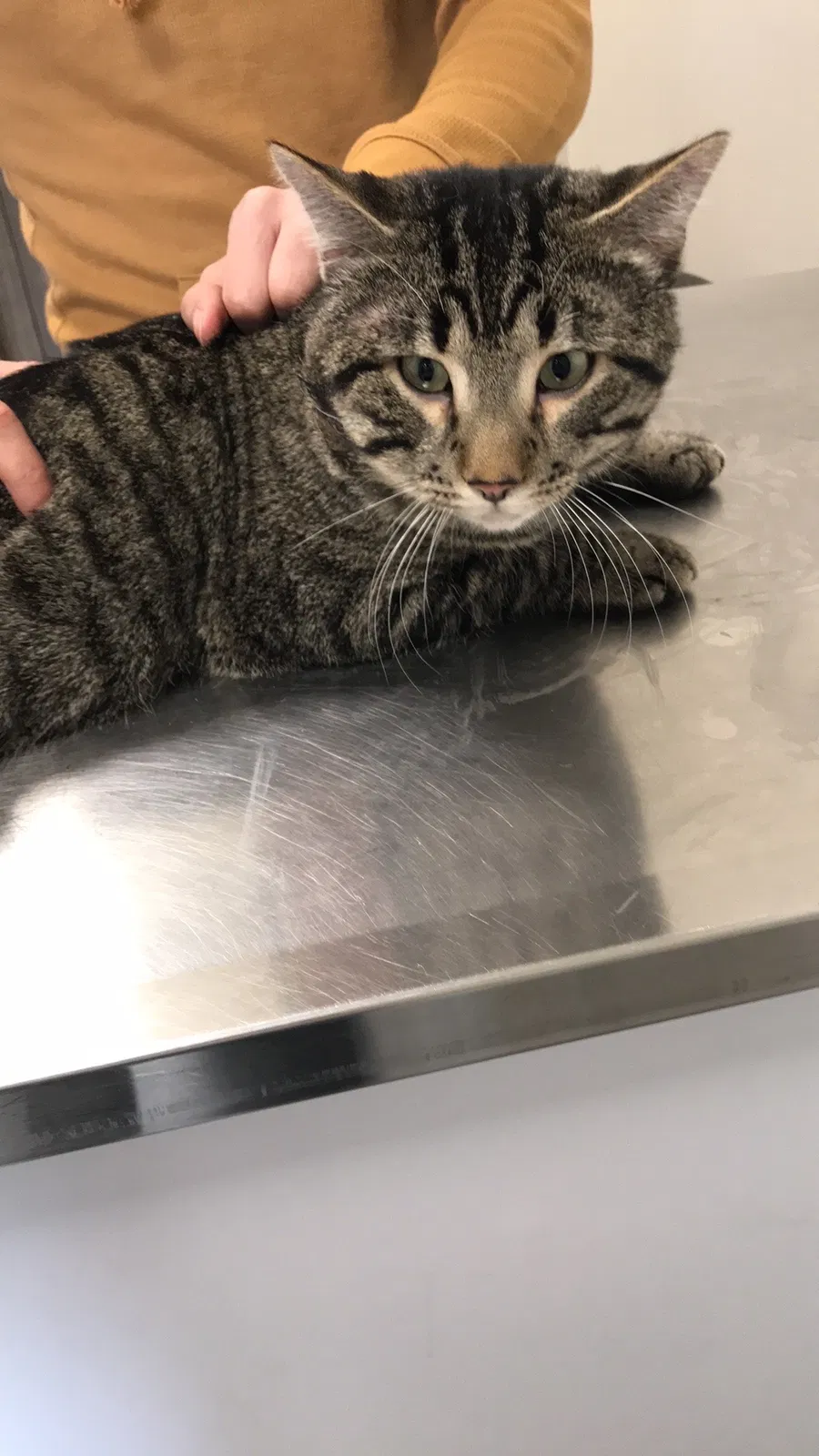 Lost cat in Chicago, IL, 60629