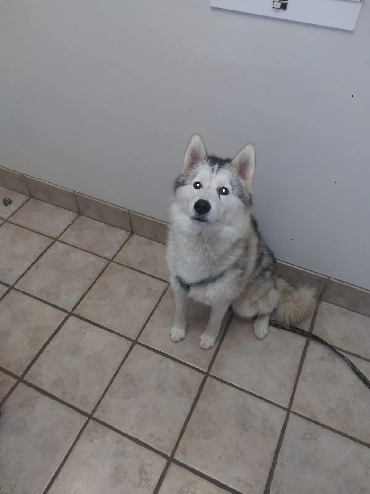 Lost dog in Oklahoma City, OK, 73127