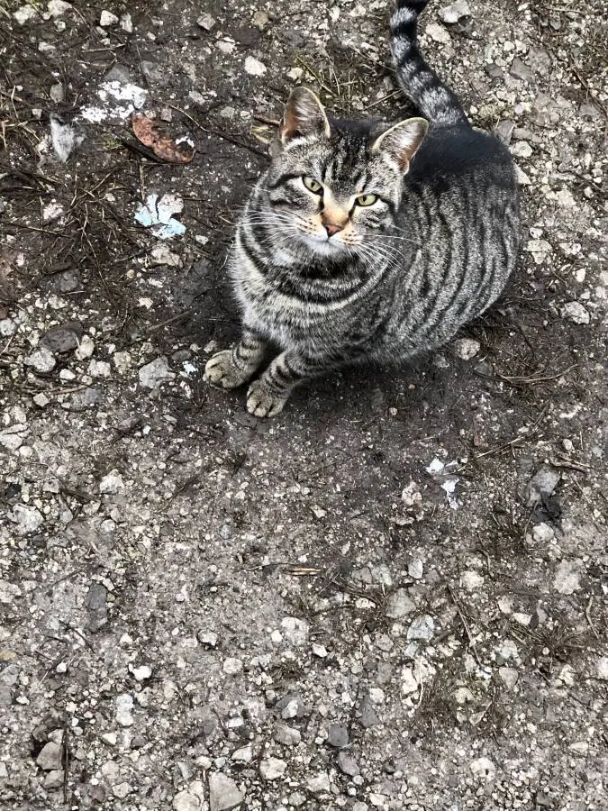 Lost cat in Columbus, OH, 43222