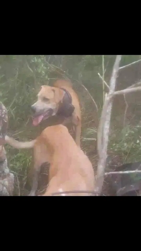Lost dog in Dunnellon, FL, 34431