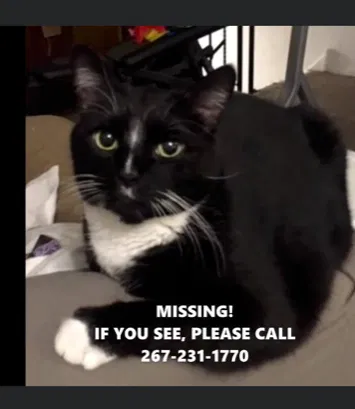 Lost cat in East Greenville, PA, 18041