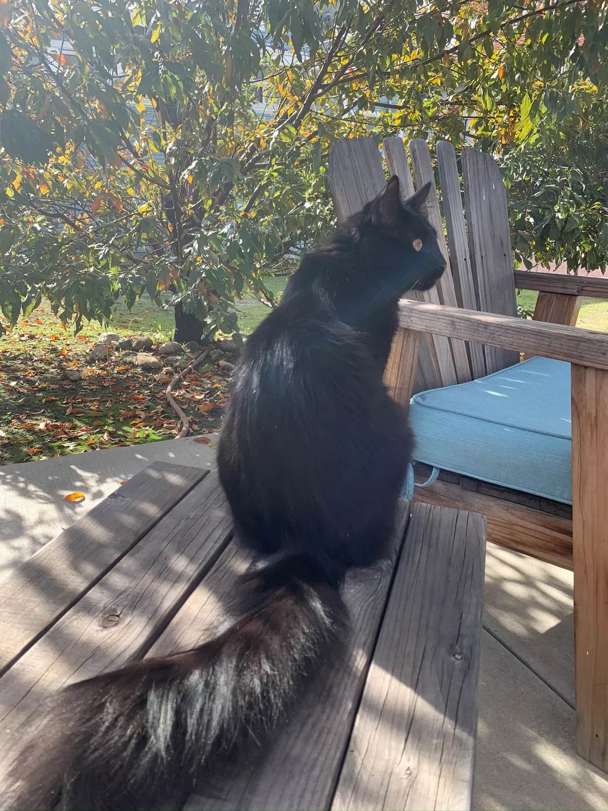 Lost cat in Monrovia, CA, 91016