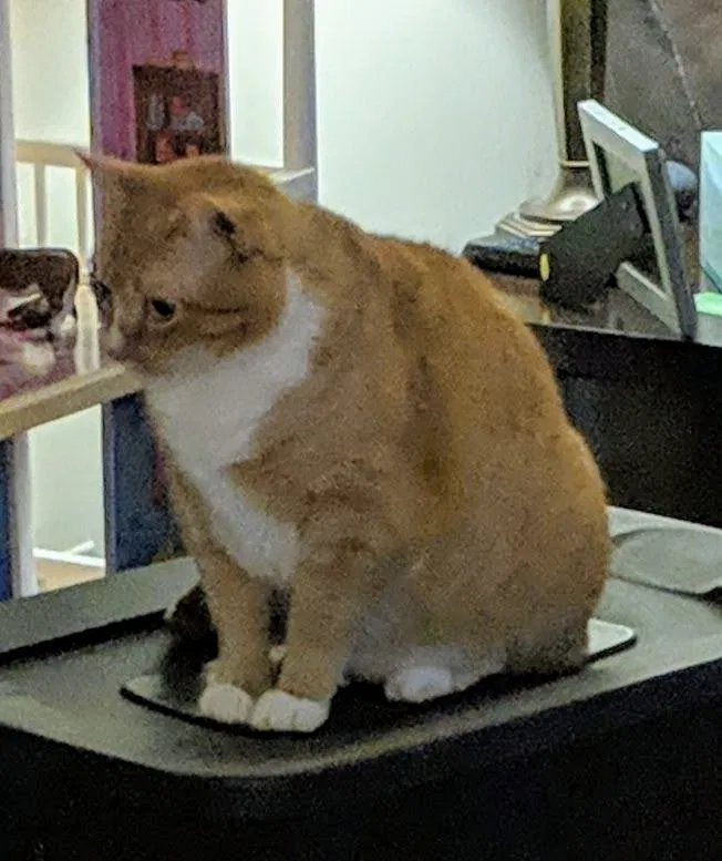 Lost cat in Mooresville, NC, 28117