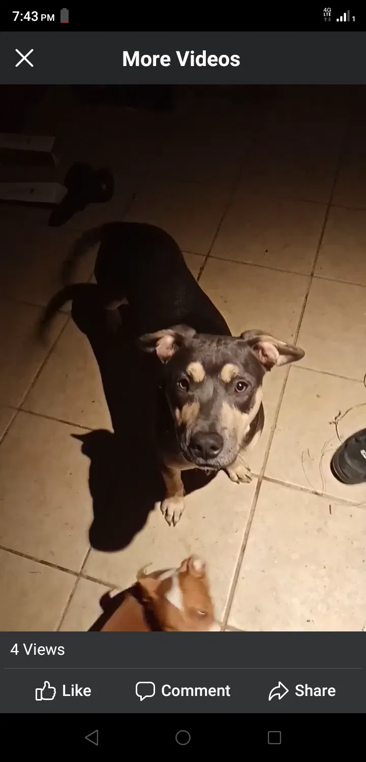 Lost dog in Bakersfield, CA, 93308