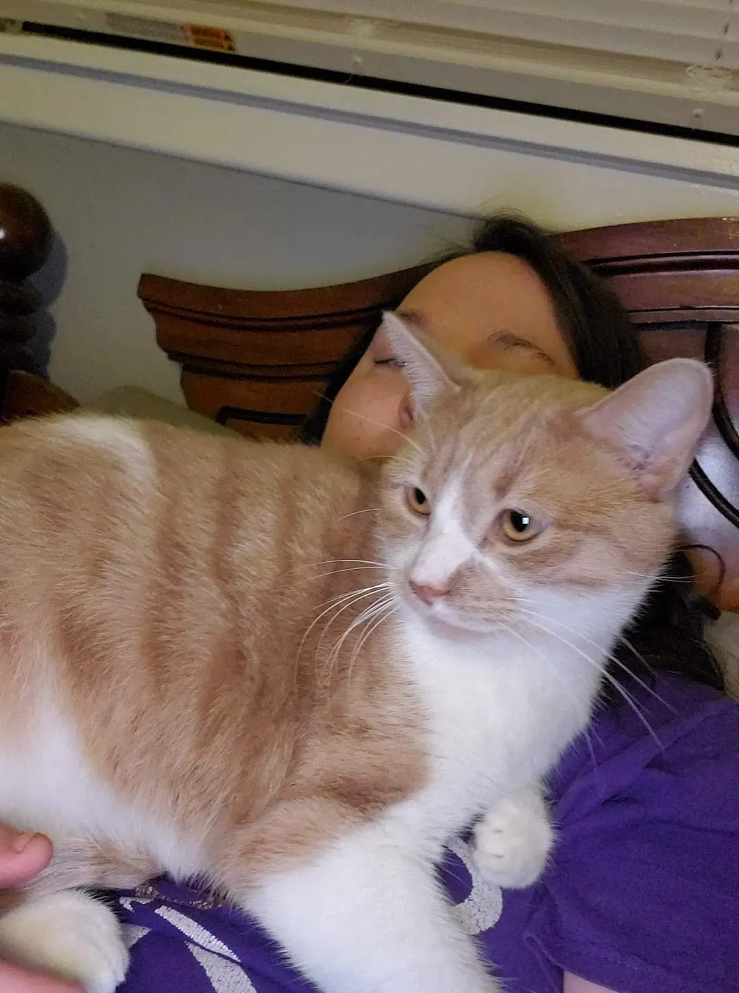Lost cat in Brandon, MS, 39042