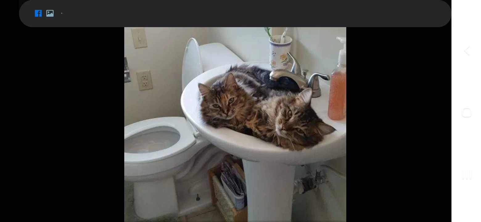 Lost cat in Spokane, WA, 99207