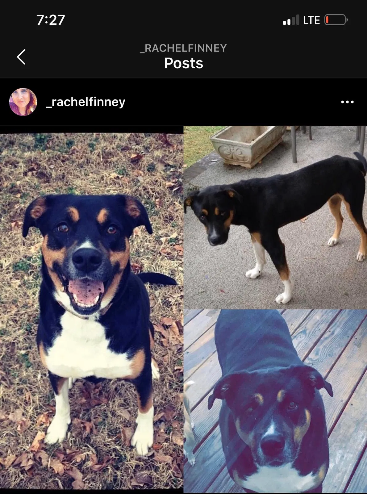 Lost dog in Clarksville, TN, 37040