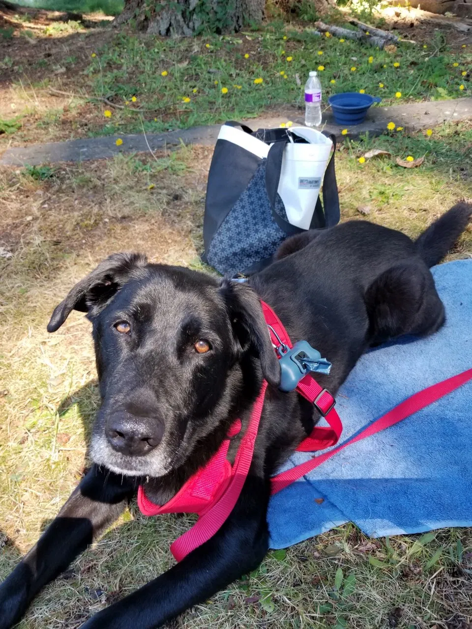 Lost dog in Federal Way, WA, 98003