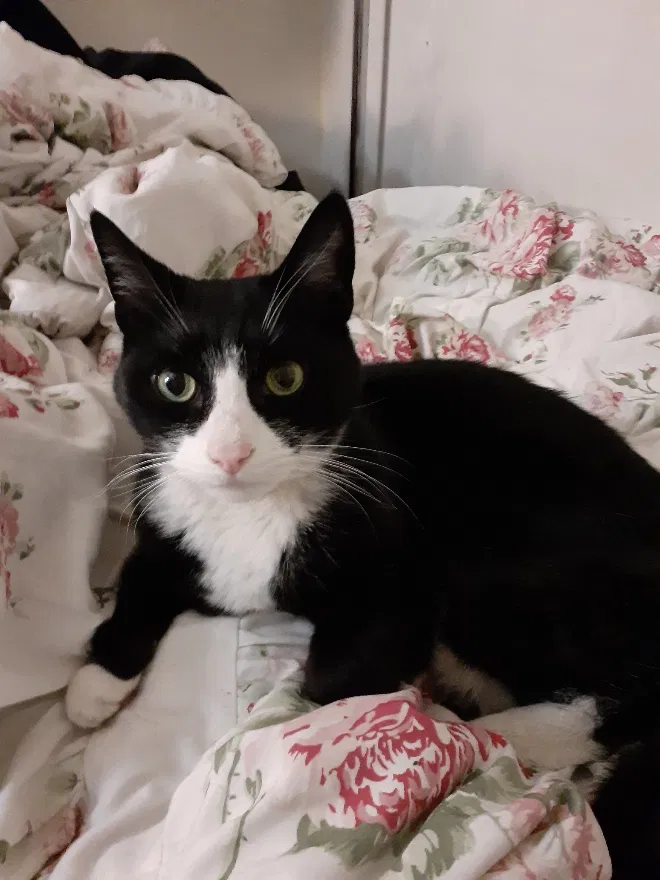 Lost cat in Poughkeepsie, NY, 12603