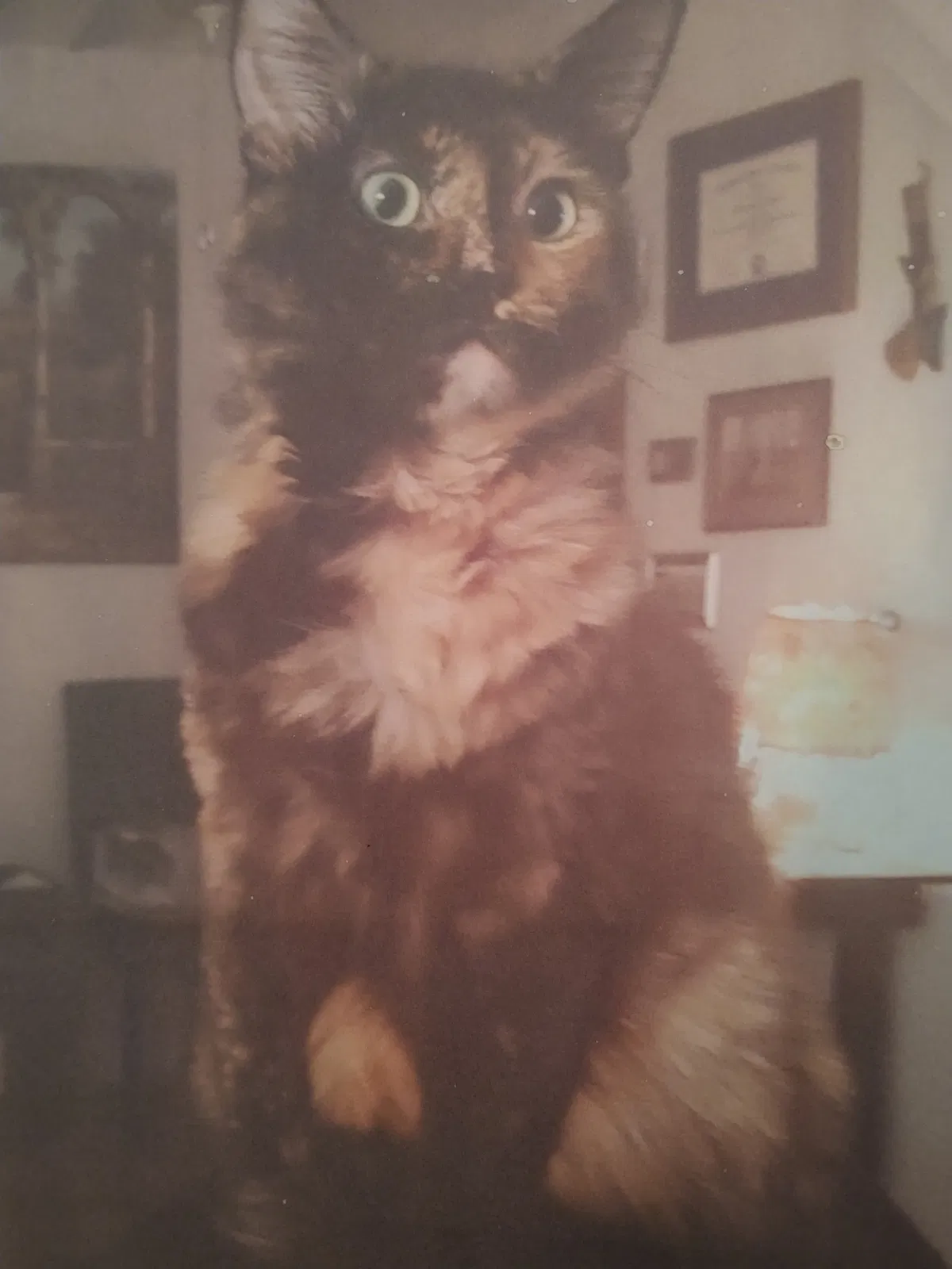 Lost cat in Sparks, NV, 89431