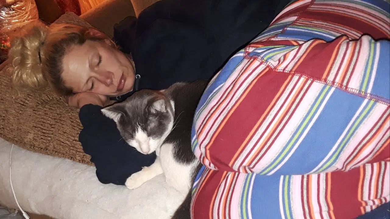 Lost cat in Wentzville, MO, 63385