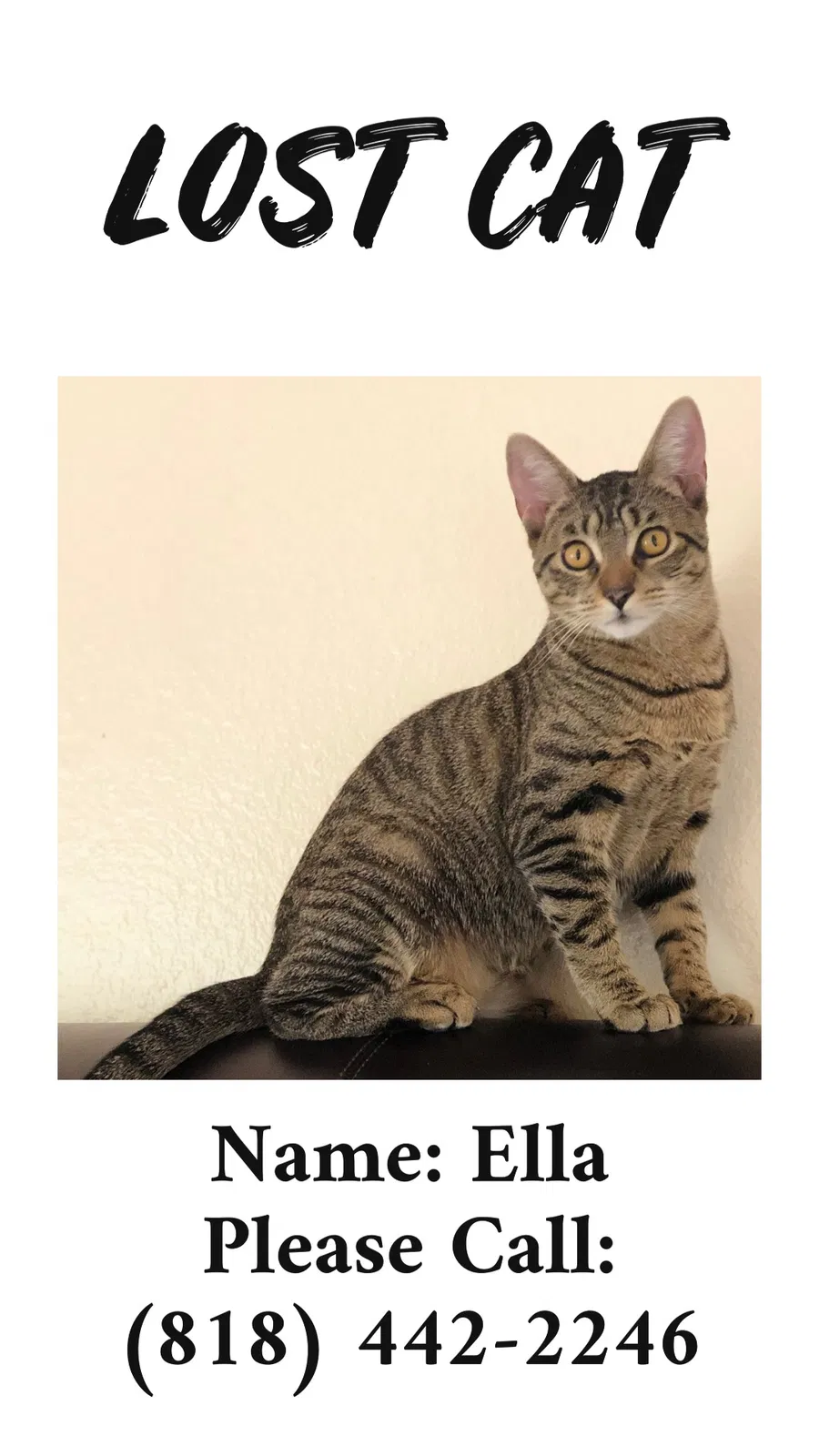 Lost cat in Tarzana, CA, 91356