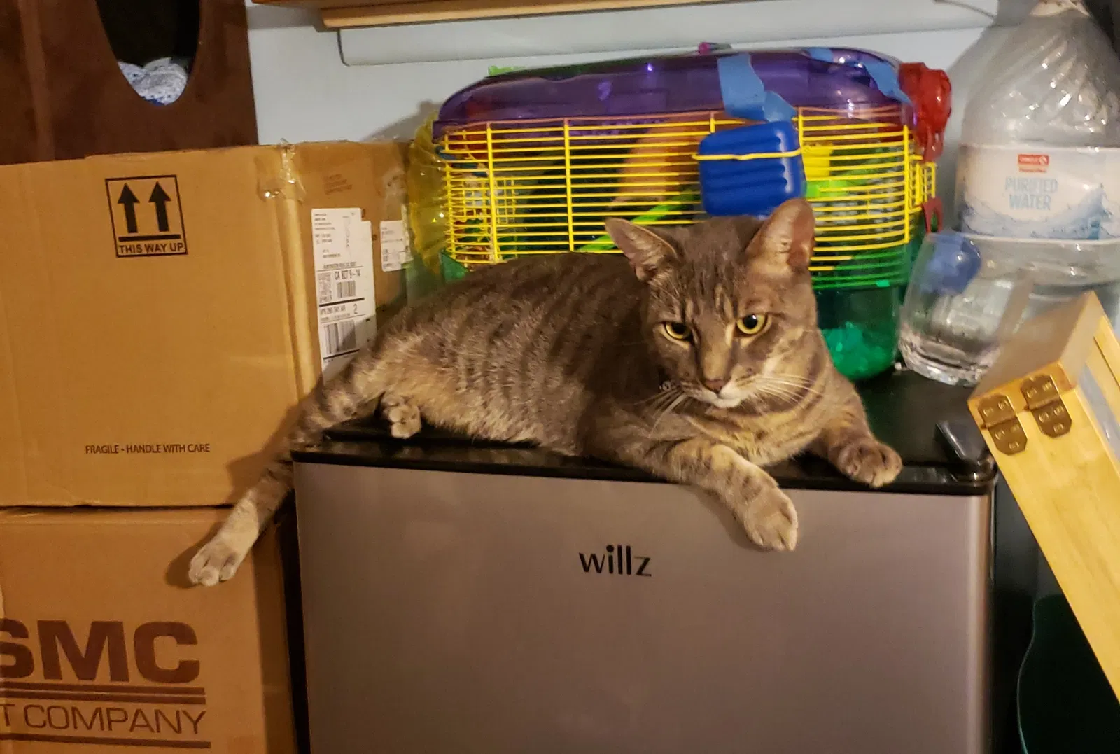 Lost cat in Costa Mesa, CA, 92626