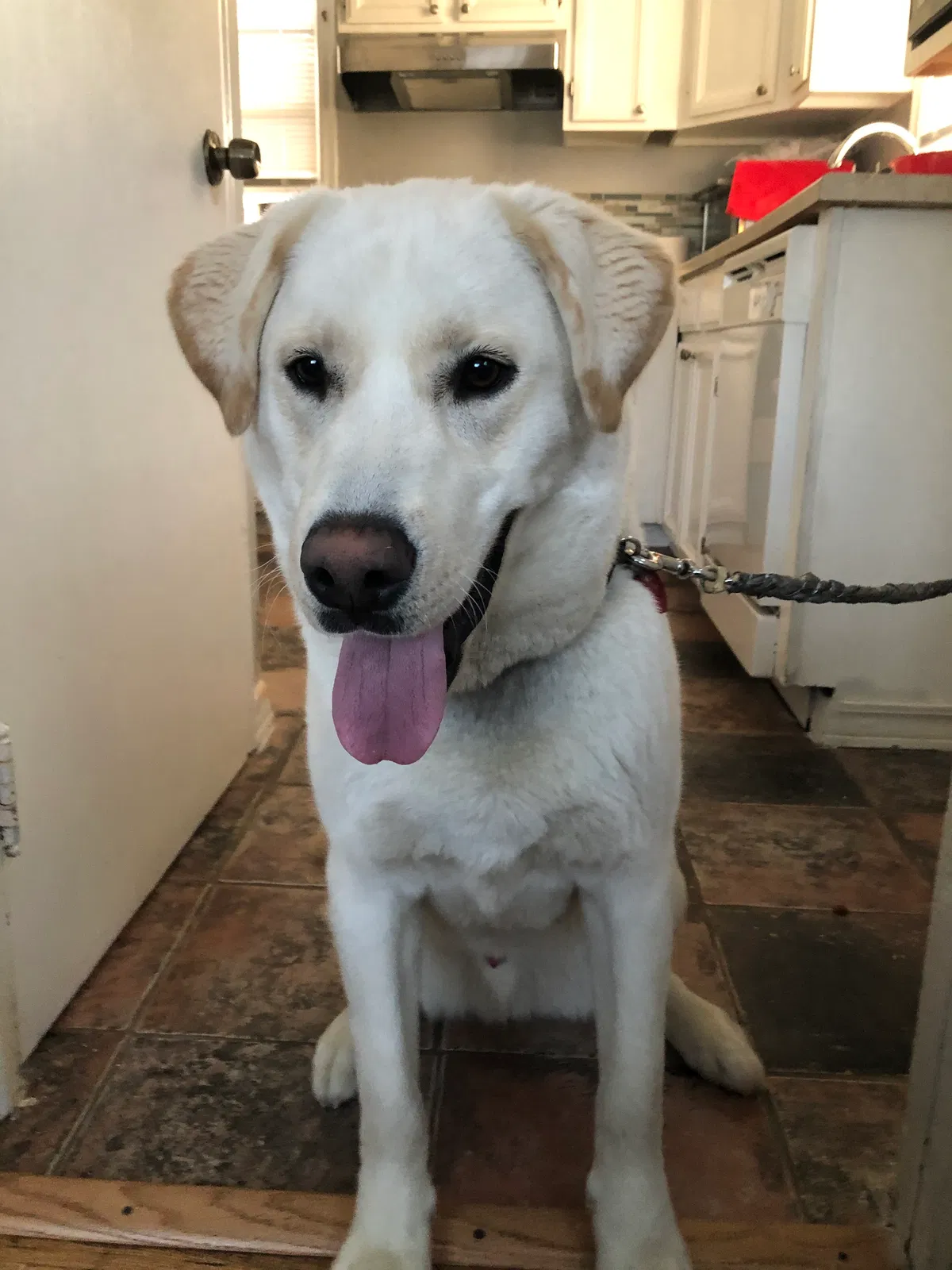Lost dog in Saint Paul, MN, 55106