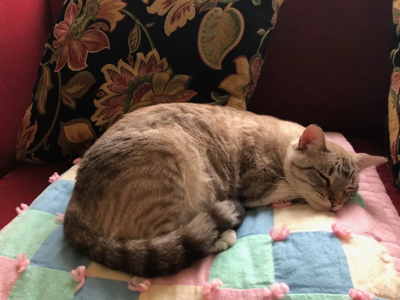 Lost cat in Keller, TX, 76248