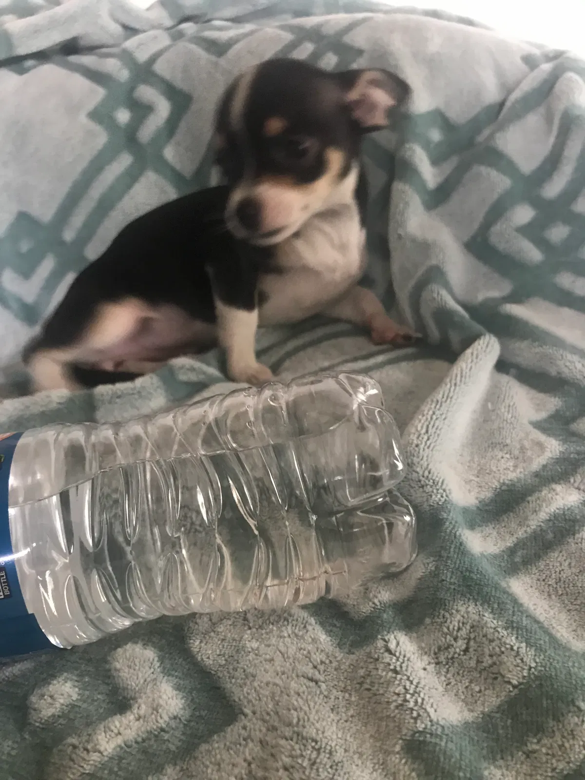 Lost dog in Redford, MI, 48239