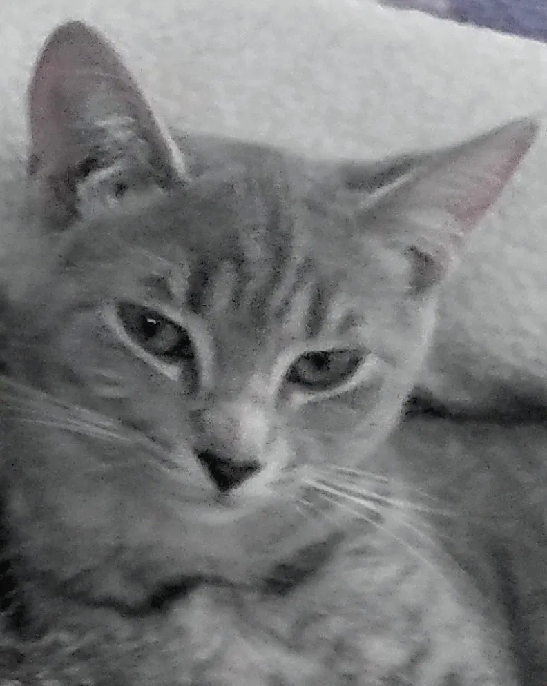 Lost cat in Elk River, MN, 55330