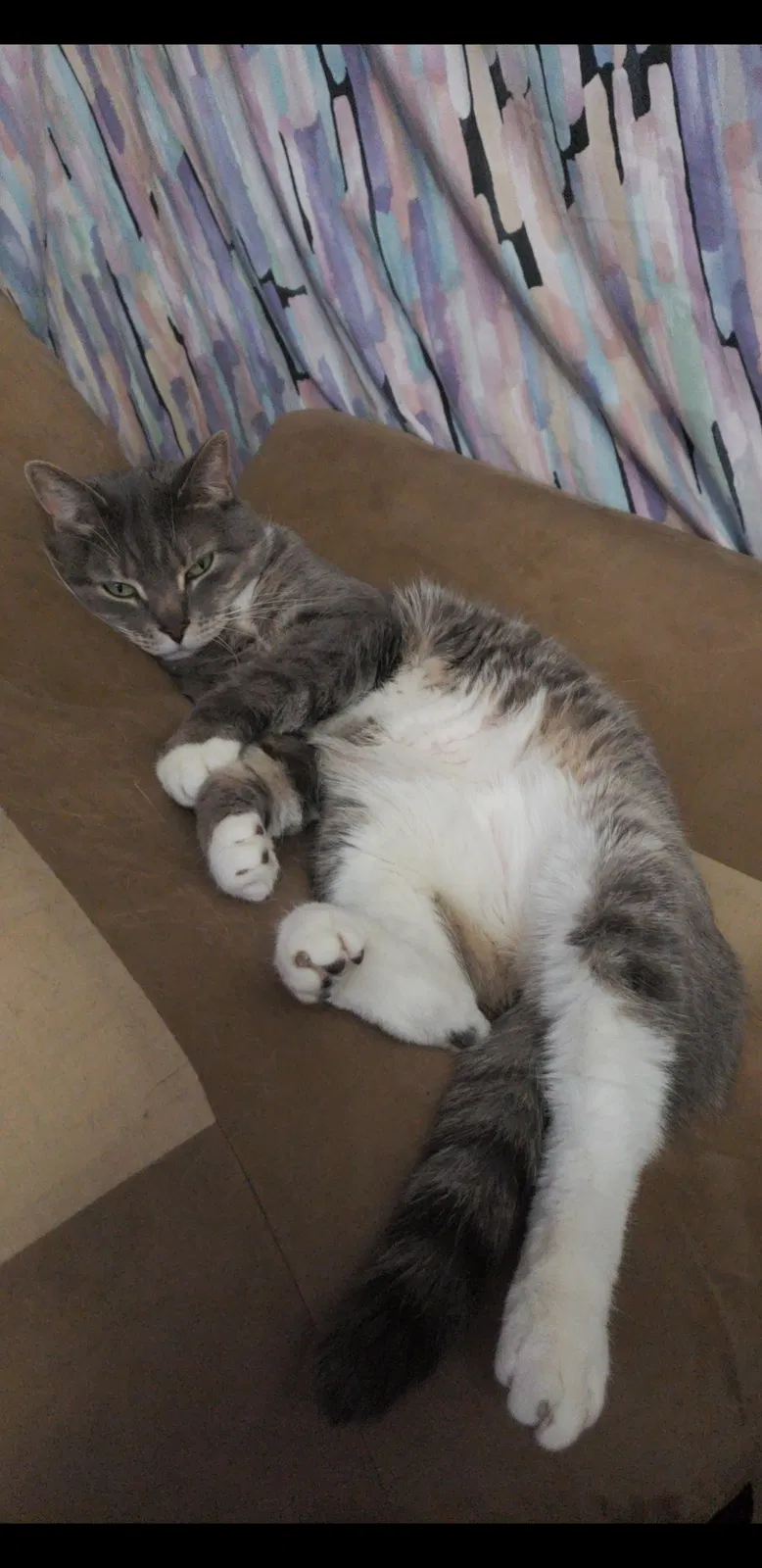 Lost cat in Mesa, AZ, 85203