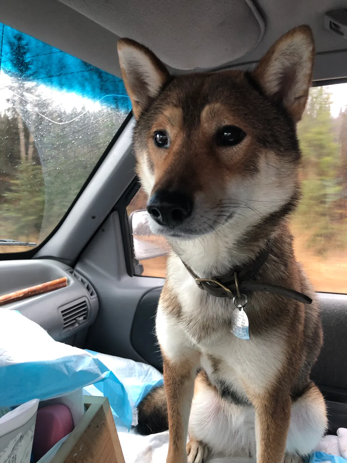 Lost dog in Katy, TX, 77449