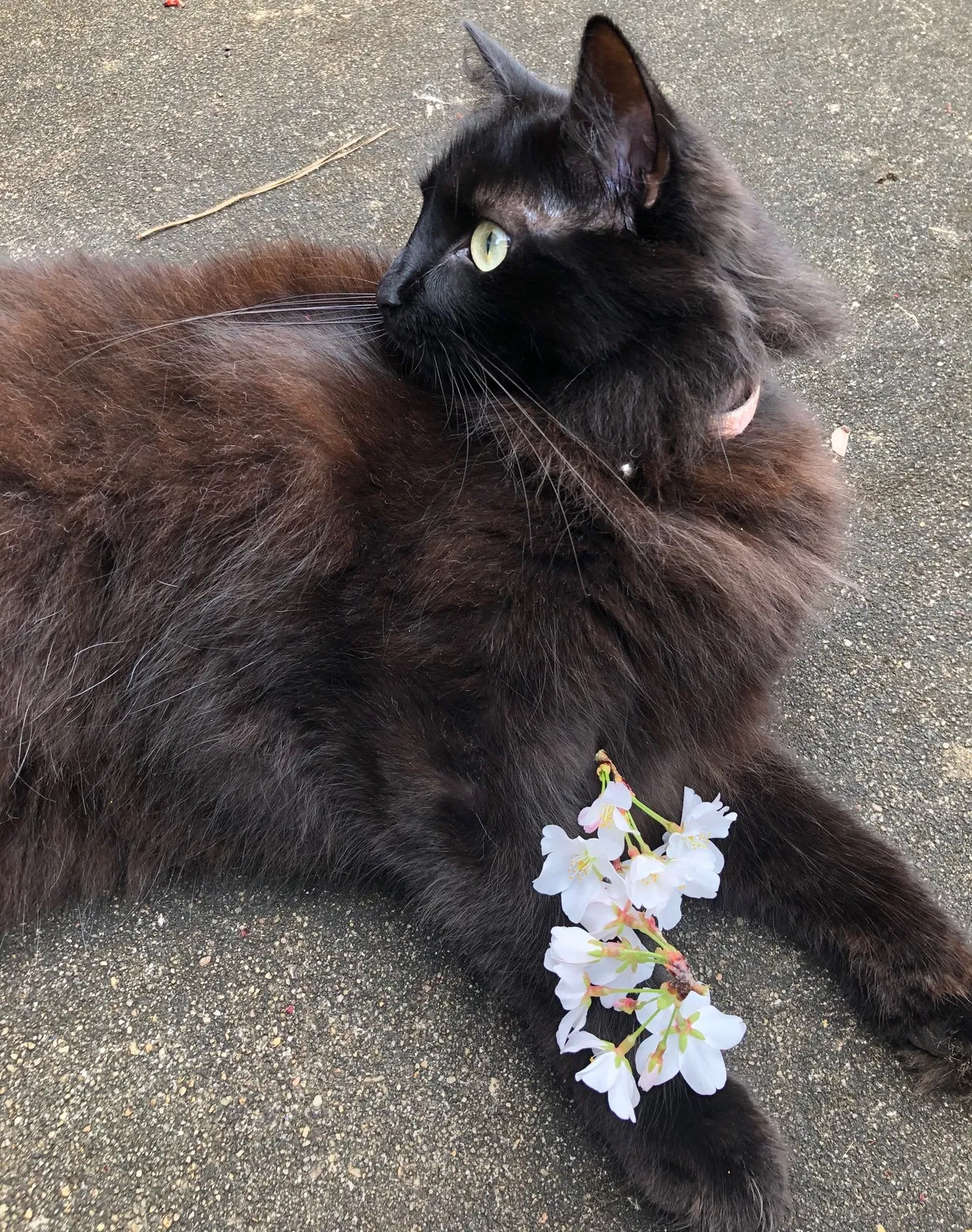 Lost cat in Kennesaw, GA, 30144
