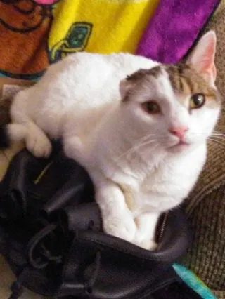Lost cat in Hollywood, FL, 33020