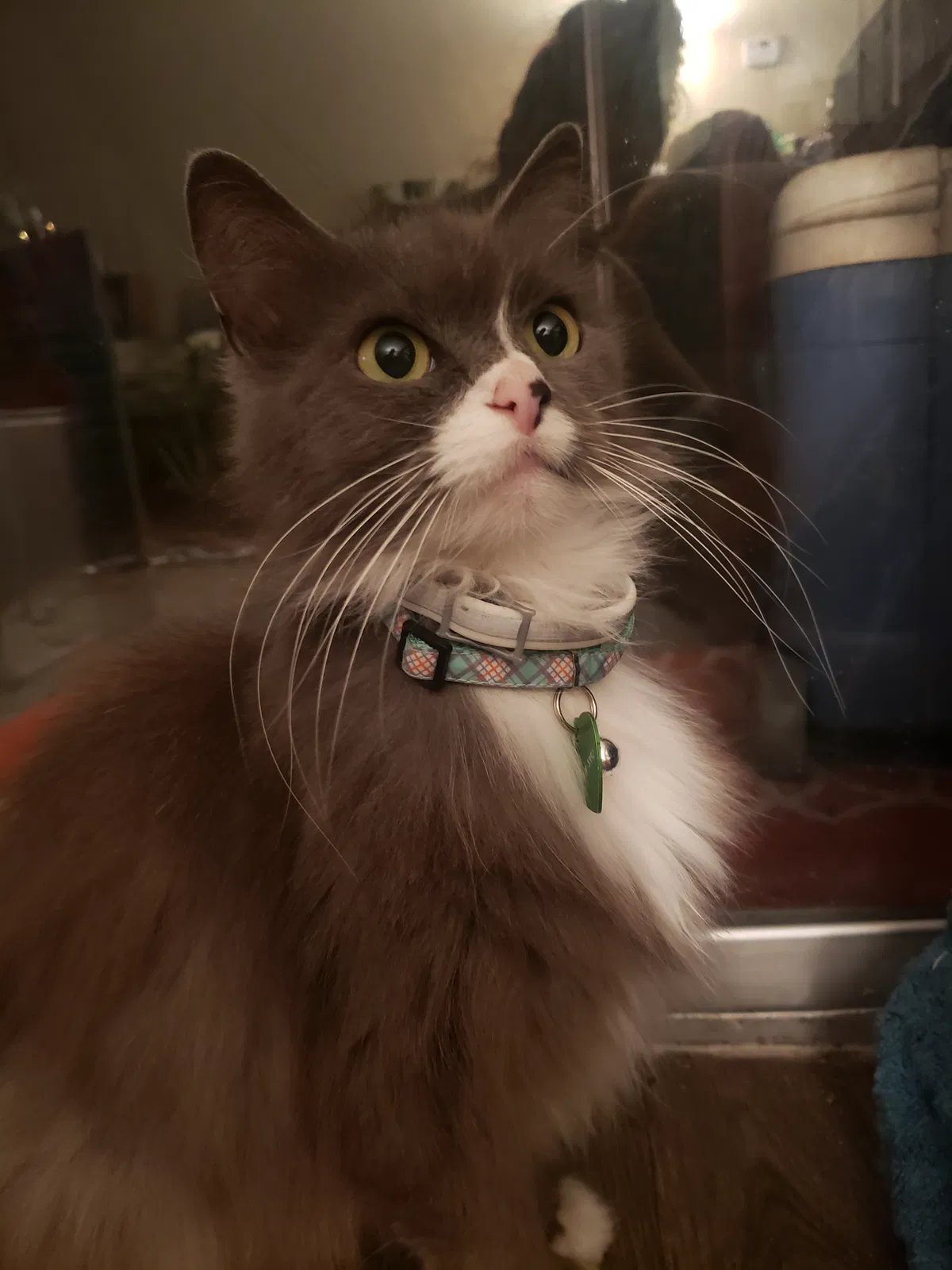 Lost cat in Saint Petersburg, FL, 33712