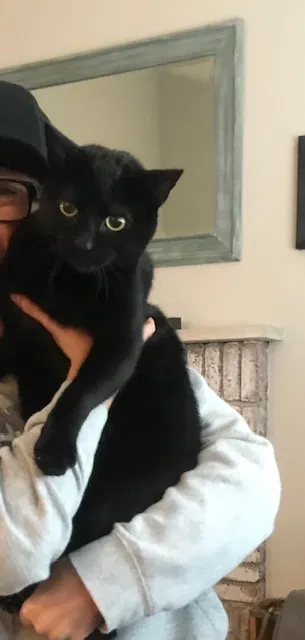 Lost cat in Mission Viejo, CA, 92691